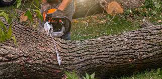 How Our Tree Care Process Works  in  Berryville, TX