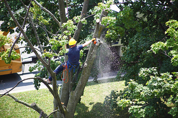 Leaf Removal in Berryville, TX